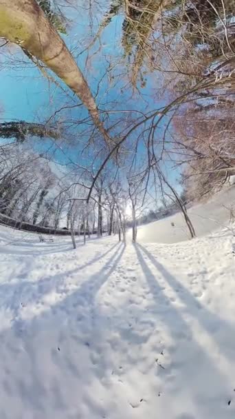 Parti Affascinante Viaggio Attraverso Una Serena Foresta Invernale Questo Video — Video Stock