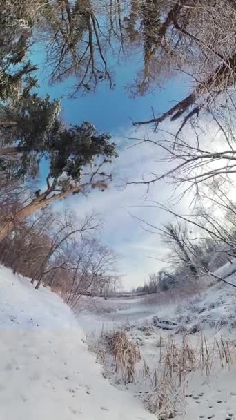 Захоплююча Подорож Через Безтурботний Зимовий Ліс Цьому 360 Градусному Відео — стокове відео