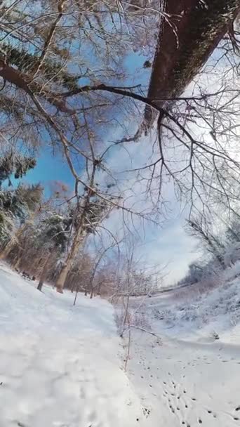 Wyrusz Fascynującą Podróż Przez Spokojny Zimowy Las Tym 360 Stopniowym — Wideo stockowe