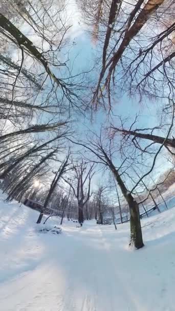 Mergulhe Beleza Serena Uma Floresta Coberta Neve Neste Cativante Vídeo — Vídeo de Stock