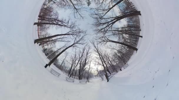 Πάρτε Μια Γαλήνια Βόλτα Μέσα Από Ένα Χιονισμένο Δάσος Αυτό — Αρχείο Βίντεο