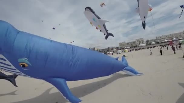 Video Starts Shot Blue Whale Kite White Spots Flying Sky — Stock Video