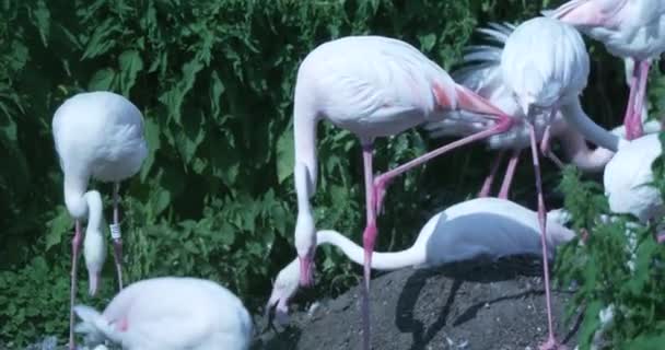 Büyüleyici Video Flamingo Dünyasına Yakından Kişisel Bir Bakış Sunuyor Beslenme — Stok video