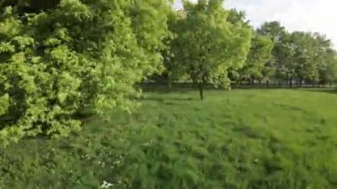 Huzur dolu bir parkın bu büyüleyici videosuyla kendinizi doğanın sükunetine bırakın. Bereketli yeşil çimenler, canlı ağaçlar ve çiçek açan çiçekler güzel bir manzara yaratıyor.
