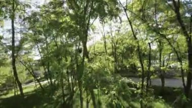 Kendinizi doğanın sakinliğine büyüleyici videomuzla daldırın, 