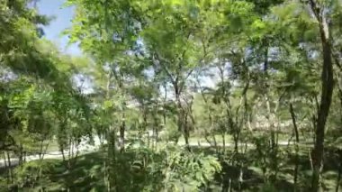 Huzur dolu bir parkın bu büyüleyici videosuyla kendinizi doğanın sükunetine bırakın. Yeşillik ağaçlar geniş bir gölge sağlar, serin ve davetkar bir atmosfer yaratır, sakin bir gezinti için mükemmel.