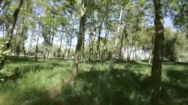 Kendinizi doğanın sükunetine bu büyüleyici videoyla daldırın. Kameramız sizi çarpıcı bir parkta huzurlu bir gezintiye çıkarıyor. Orada gür ağaçların canlı güzelliğine şahit olacaksınız.