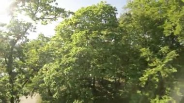 Kendinizi doğanın sükunetine bu büyüleyici videoyla daldırın. Sersemletici bir parkta serin bir yolculukta bize katılın. Yeşillik ve yumuşak bir ses çıkaran yemyeşil ağaçlar.