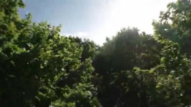 Kendinizi doğanın sükunetine bu büyüleyici videoyla daldırın. İnsansız hava aracımız sizi güzel bir parkta huzurlu bir yolculuğa çıkarıyor, yemyeşil ağaçlar ve büyüleyici manzaralar sergiliyor.