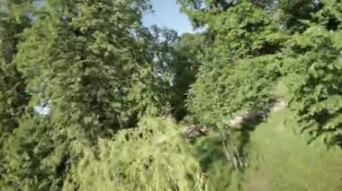 Huzur dolu bir parkın bu büyüleyici videosuyla kendinizi doğanın sükunetine bırakın. Bereketli yeşil ağaçlar, canlı çiçekler ve sakin yollar mükemmel bir manzara ortamı yaratır.