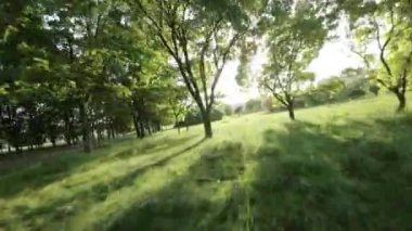 Güzel bir yaz gününde parkta sakin bir yürüyüşün görüntüsü ve seslerinin tadını çıkar. Videoda yemyeşil ağaçlar, hafif bir esinti ve öten kuşların sesi yer alıyor. Rahatlamak için mükemmel.