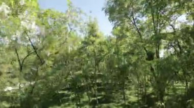 Parkta rahatça dolaşın ve kendinizi doğanın güzelliğine daldırın. Bereketli yeşil ağaçlar, cıvıldayan kuşlar ve hafif esinti huzurlu ve sakin bir atmosfer yaratır.