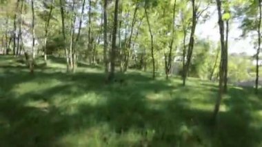 Kendinizi doğanın sükunetine bırakın. Büyüleyici bir parkta yürüyüşün bu sakinleştirici videosuyla. Bereketli yeşil ağaçlar, canlı çiçekler ve hafif bir esinti huzurlu ve huzurlu bir hava yaratır.