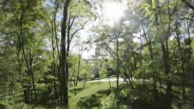 Bu, yaprak döken ağaçlarla dolu yemyeşil bir ormanın videosu. Video güneşli bir günde çekildi ve güneş ağaçların arasından parlarken görülebilir. Ağaçların hepsi farklı yükseklikte ve...