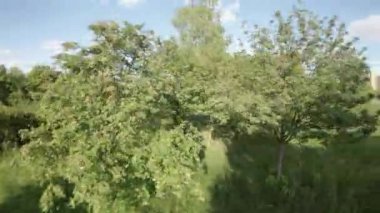 Huzur dolu bir parkın bu büyüleyici videosuyla kendinizi doğanın sükunetine bırakın. Bereketli yeşil ağaçlar ve canlı çiçekler sakin bir yürüyüş için pitoresk bir ortam yaratır. Hisset...