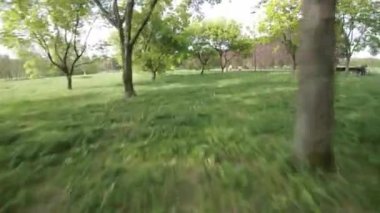 Güzel bir bahar gününde yemyeşil bir parkta huzurlu bir gezinti. Güneş parlıyor, kuşlar ötüyor ve çiçekler açıyor. Rahatlamak ve stres atmak için mükemmel bir yer..