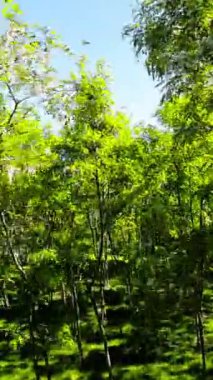 Kendinizi doğanın sükunetine bırakın. Bu büyüleyici sakin parkın içinde gezinti videosuyla. Yeşiller yemyeşil ağaçlar ferahlatıcı bir gölgelik oluştururken,