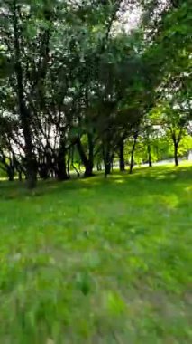 Bu büyüleyici videoyla kendinizi doğanın sükunetine daldırın, nefes kesici bir parkta sakin bir gezinti sırasında çekilen. Bereketli yeşil ağaçlar, canlı çiçekler ve sakin bir atmosfer.