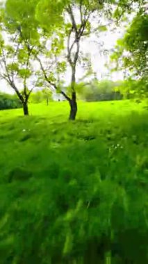 Huzur dolu bir parkın bu büyüleyici videosuyla kendinizi doğanın sükunetine bırakın. Bereketli yeşil ağaçlar ve canlı çiçekler rahatlatıcı bir yürüyüş için pitoresk bir ortam yaratır. Hafif bir esinti