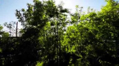 Huzur dolu bir parkın bu büyüleyici videosuyla kendinizi doğanın sükunetine bırakın. Bereketli yeşil ağaçlar, canlı çiçekler ve sakin atmosfer mükemmel bir manzara ortamı yaratır.