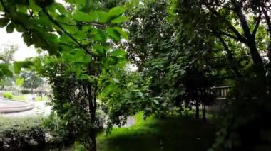 Kendini doğanın güzelliğine bırak yemyeşil bir parkta yürümenin rahatlatıcı videosuyla. Yaprakların hafif hışırtısı ve cıvıldayan kuşlar barışçıl bir ortam yaratıyor.