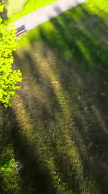 Kendinizi doğanın sükunetine bu büyüleyici videoyla daldırın. Bereketli yeşil bir parkta, güneş ışığının yoğun yaprakların arasından süzüldüğü, büyülü bir yolculuk için bize katılın.