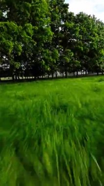 Kendinizi doğanın sükunetine bırakın. Bu büyüleyici sakin parkın içinde gezinti videosuyla. Bereketli yeşil ağaçlar ve canlı çiçekler çarpıcı bir görsel ziyafet yaratırken,