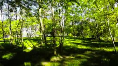 Huzur dolu bir parkın bu büyüleyici videosuyla kendinizi doğanın sükunetine bırakın. Bereketli yeşil ağaçlar ve canlı yapraklar resim gibi bir manzara yaratırken hafif bir esinti de bir dokunuş ekliyor.