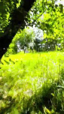 Güzel bir parkta, yemyeşil ağaçlar, yumuşak çimenler ve huzurlu bir atmosfer ile sakin bir gezinti yapın. Günlük hayatın telaş ve telaşından mükemmel bir kaçış..