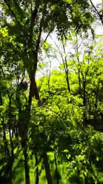 Güneşli bir yaz gününde güzel bir parkta sakin bir gezinti yap. Bereketli yeşil ağaçların, renkli çiçeklerin ve hafif esintilerin tadını çıkar. Yürürken doğanın huzur ve sükunetini hisset.