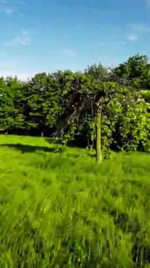 Kendini Opole Şehir Parkı 'nın huzurlu güzelliğine daya, doğanın her adımda ortaya çıktığı yere. Videomuz sizi bu şehir vahasında yemyeşil manzarasıyla huzurlu bir yolculuğa çıkarıyor.