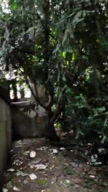 Kendinizi doğanın sükunetine güzel bir parkta yaptığınız bu rahatlatıcı gezintiyle daldırın. Bereketli yeşil ağaçlar ve canlı bitkiler gevşemek için mükemmel sakin bir atmosfer yaratırlar.