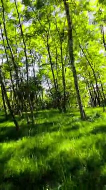 Kendini yemyeşil bir ormanda yürümenin rahatlatıcı videosuyla doğanın güzelliğine daldır. Güneş ışıl ışıl parlıyor, ağaçların yapraklarının arasından süzülüyor ve benekler oluşturuyor.