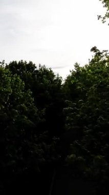 Bu video sizi yemyeşil bir parkta huzurlu bir yürüyüşe çıkarıyor. Doğanın sakinleştirici sesleri ve yaprakların arasından esen hafif esinti rahatlamanıza ve stres atmanıza yardımcı olacaktır. Manzaranın tadını çıkar.