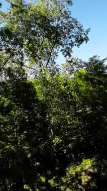 Bu, güzel bir parkta huzurlu bir yürüyüşün videosu. Bereketli yeşil ağaçlar ve açık çimenlik alanlar sakin bir gezinti için çarpıcı bir zemin sağlar. Parkın bakımını iyi yapmışlar.