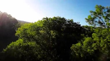 Kendini yemyeşil bir ormanda yürümenin rahatlatıcı videosuyla doğanın sükunetine daldır. Yaprakların hafif hışırtısı ve benekli güneş ışığı huzurlu ve huzurlu bir hava yaratır.