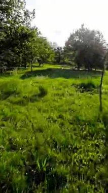 Sizi güzel bir parkta huzurlu bir yolculuğa çıkaran bu büyüleyici videoyla kendinizi doğanın sakinliğine daldırın. Bereketli yeşil ağaçlar, canlı çiçekler ve sakin bir atmosfer.