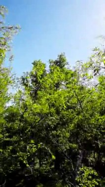 Bu, güneşli bir günde Opole Şehir Ormanı 'nda yapılan yürüyüşün güzel bir videosu. Bereketli yeşil ağaçlar ve parlak mavi gökyüzü çarpıcı bir görüntü oluşturur. Bu video isteyen herkes için mükemmel.
