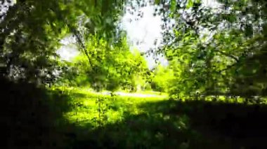 Bu büyüleyici videoda kendinizi çarpıcı bir ormanın yemyeşil ormanına daldırın. Güneş ışınları yoğun yaprakların arasından süzülerek büyülü bir atmosfer yaratıyor. Yeşillik ağaçlar