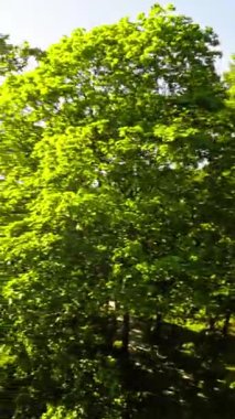 Bu doğada huzurlu bir yürüyüşün güzel bir videosu. Bereketli yeşil ağaçlar ve suyun yumuşak sesi rahatlatıcı ve rahatlatıcı bir atmosfer yaratır. Bu video isteyen herkes için mükemmel.