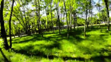 Sizi güzel bir parkta huzurlu bir yolculuğa çıkaran bu büyüleyici videoyla kendinizi doğanın sakinliğine daldırın. Bereketli yeşil ağaçlar, canlı çiçekler ve sakin yollar.