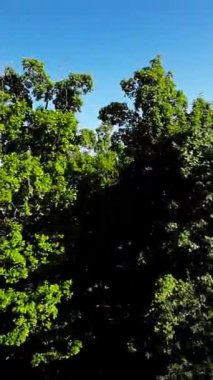 Opole City Park 'ın bu büyüleyici videosuyla kendinizi doğanın sükunetine bırakın. Bu parkı gerçek bir vaha yapan yemyeşil, canlı çiçekler ve dingin su manzarasını tecrübe edin.