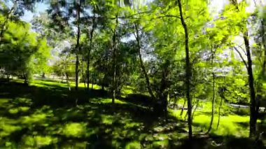 Huzur dolu bir parkın bu büyüleyici videosuyla kendinizi doğanın sükunetine bırakın. Bereketli yeşil ağaçlar ve canlı yapraklar resim gibi bir manzara yaratırken hafif bir esinti de bir dokunuş ekliyor.