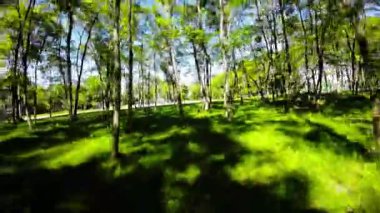 Bu, güzel bir parkta huzurlu bir yürüyüşün videosu. Bereketli yeşil ağaçlar ve açık çimenlik alanlar rahatlatıcı ve sakin bir atmosfer yaratıyor. Park iyi korunmuş ve birkaç tane var.