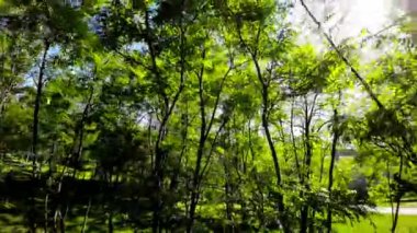 O direkleri büyüleyici park yemyeşil kendinizi daldırın, nerede yükselen ağaçlar güneş ışığını filtreleyen yeşil bir gölgelik oluşturur, aşağıdaki canlı yeşil çimenler üzerinde noktalı bir desen döküm