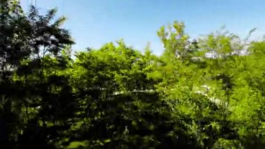Bu, güneşli bir günde Opole City Ormanı 'nda huzurlu bir yürüyüşün güzel bir videosu. Bereketli yeşil ağaçlar ve parlak mavi gökyüzü çarpıcı bir görüntü yaratır ve hafif bir esinti hışırdar.