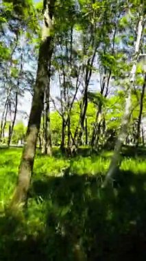 Kendinizi doğanın güzelliğine bırakın. Bu büyüleyici görüntü parkında gezinti videosuyla. Bereketli yeşil ağaçlar, canlı çiçekler ve sakin bir atmosfer huzur ve rahatlama yaratır.