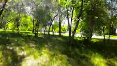 Kendini Opoles parkının büyüleyici cazibesine bırak, doğal tuvallerin canlı renklerle canlandığı yere. Yolculuğumuz parkların girişinde başlıyor. Heybetli bir ağacın dalları dik duruyor.