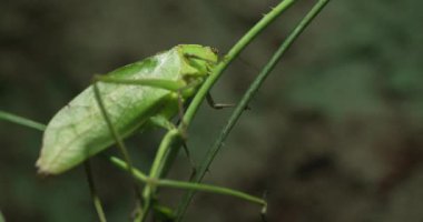 Bu video bitkinin üzerindeki yeşil bir çekirgeyi gösteriyor. Çekirge yaklaşık 5 cm uzunluğunda ve uzun, ince bir gövdeye sahiptir. Yeşil bir sapın üzerinde oturuyor ve bacaklarını ve antenlerini hareket ettiriyor. Bitki yeşil.