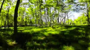 Bu, güzel bir parkta huzurlu bir yürüyüşün videosu. Yeşiller yemyeşil ağaçlar, açık otlak alanlar ve cıvıldayan kuşlar sakinleştirici ve sakin bir atmosfer yaratıyor. Bu video, insanlar için mükemmel.